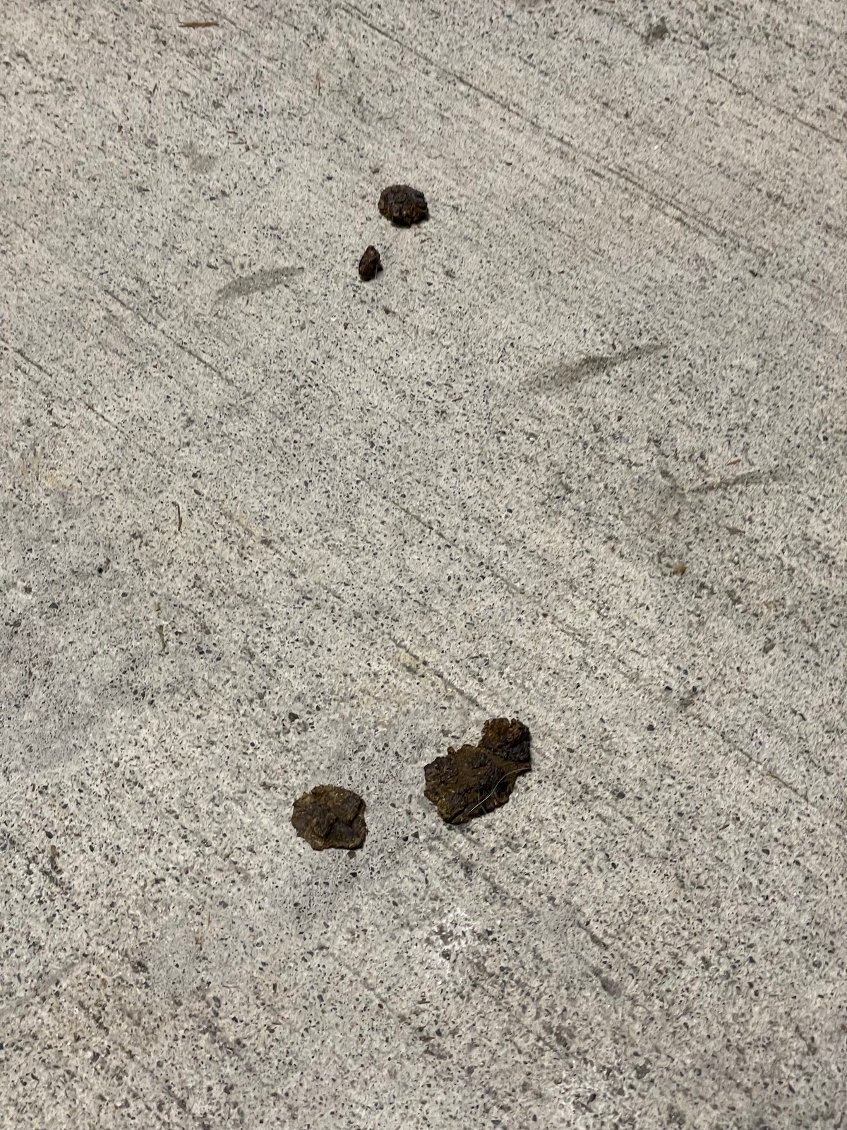 Dog doo in the lower entryway for two weeks